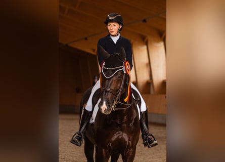 KWPN, Gelding, 10 years, 16,2 hh, Black