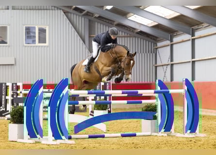 KWPN, Gelding, 10 years, 16,2 hh