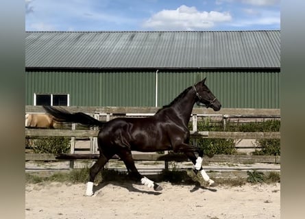 KWPN, Gelding, 10 years, 16,3 hh, Black