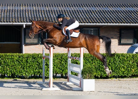 KWPN, Gelding, 10 years, 17.3 hh, Bay-Dark