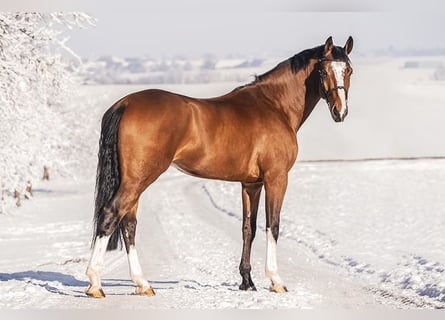 KWPN, Gelding, 10 years, 17 hh, Brown