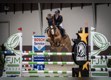 KWPN, Gelding, 10 years, 17 hh, Chestnut-Red