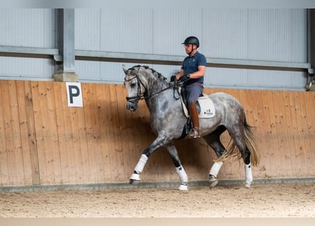 KWPN, Gelding, 10 years, 17,1 hh, Gray