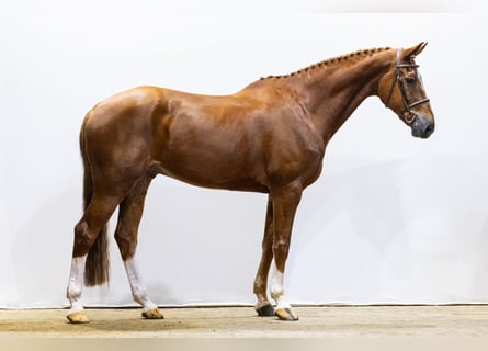 KWPN, Gelding, 10 years, 17,1 hh