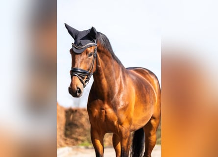 KWPN, Gelding, 11 years, 15.2 hh, Brown