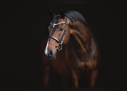 KWPN, Gelding, 11 years, 16.1 hh, Brown