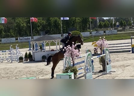 KWPN, Gelding, 11 years, 16.3 hh, Brown