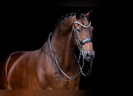 KWPN, Gelding, 11 years, 16 hh, Brown