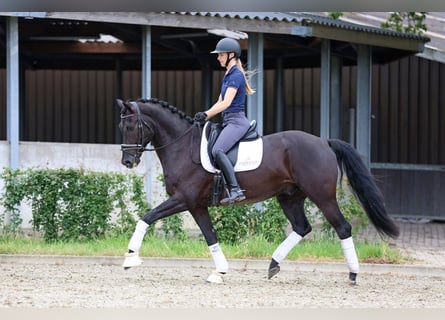 KWPN, Gelding, 11 years, 16,1 hh, Black