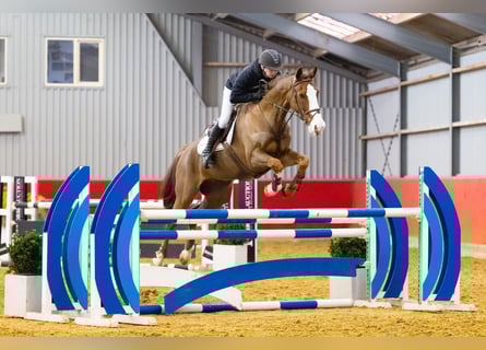 KWPN, Gelding, 11 years, 16,2 hh