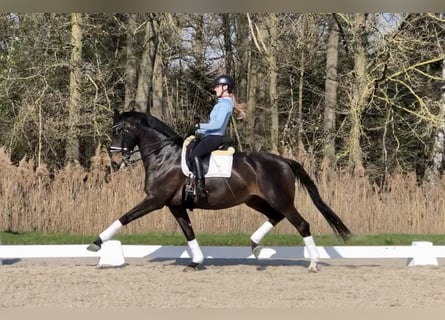 KWPN, Gelding, 11 years, 16,2 hh, Smoky-Black