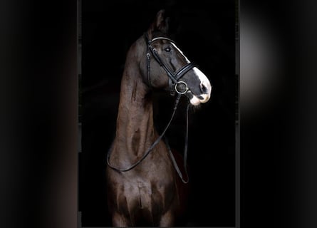 KWPN, Gelding, 11 years, 17 hh, Black