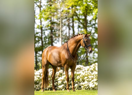 KWPN, Gelding, 11 years, 17 hh, Sorrel