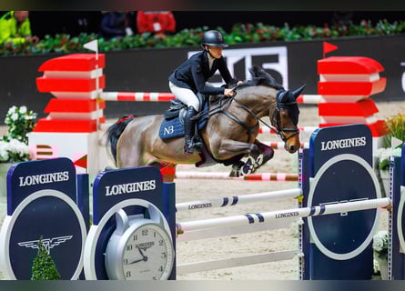 KWPN, Gelding, 11 years