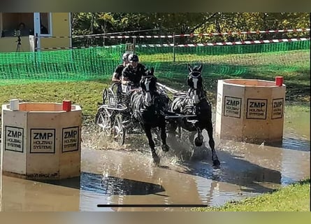 KWPN, Gelding, 12 years, 16,1 hh, Black