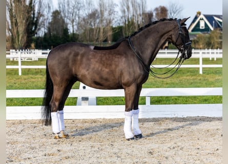KWPN, Gelding, 12 years, 16.1 hh, Black