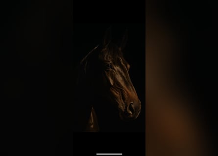 KWPN, Gelding, 12 years, 16.1 hh, Black