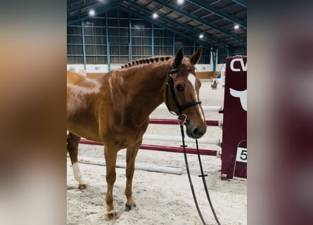 KWPN, Gelding, 12 years, 16.1 hh, Chestnut-Red