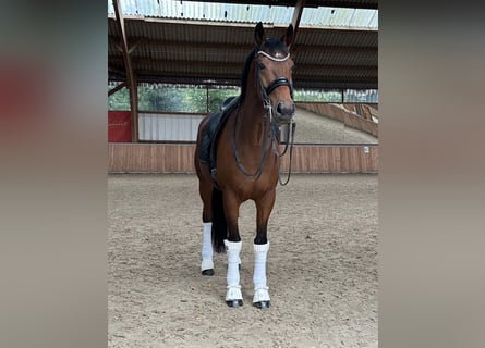 KWPN, Wallach, 12 Jahre, 16,2 hh, Brauner