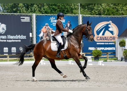 KWPN, Gelding, 12 years, 16 hh, Brown