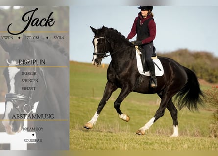 KWPN, Gelding, 12 years, 16,1 hh, Black