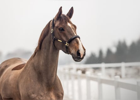 KWPN, Gelding, 12 years, 16,1 hh, Chestnut-Red