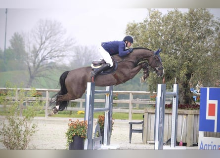 KWPN, Gelding, 12 years, 16,2 hh, Black