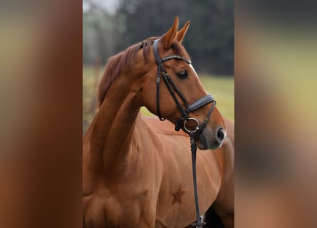KWPN, Gelding, 12 years, 17.2 hh, Chestnut-Red