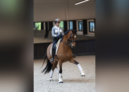 KWPN, Gelding, 12 years, 17 hh, Brown