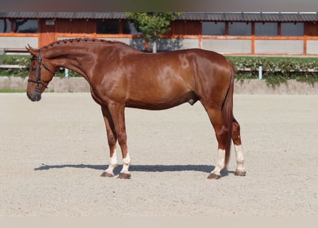 KWPN, Gelding, 12 years, 17 hh, Chestnut