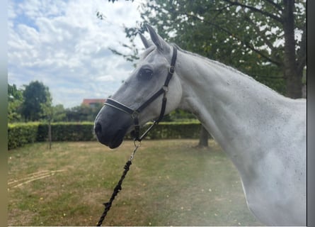 KWPN, Gelding, 12 years, 17 hh, Grey