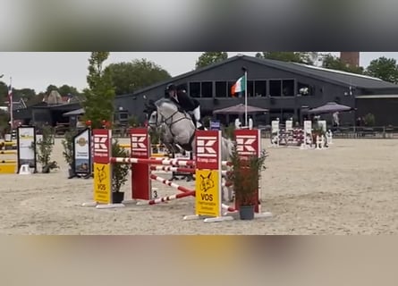 KWPN, Gelding, 12 years, 17 hh, Grey