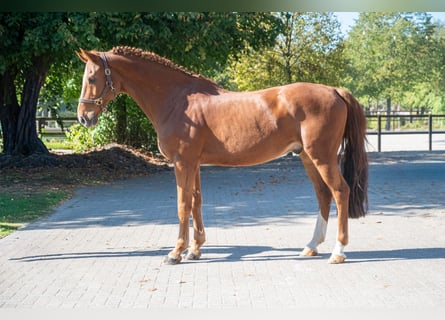 KWPN, Gelding, 13 years, 16.1 hh, Chestnut-Red