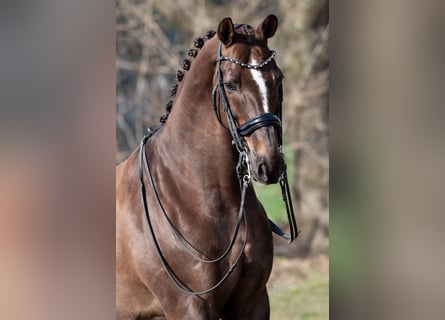 KWPN, Gelding, 13 years, 16.2 hh, Brown
