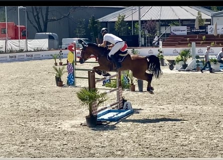 KWPN, Gelding, 13 years, 16,2 hh, Brown