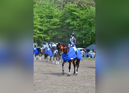 KWPN, Gelding, 13 years, 16,1 hh, Bay-Dark
