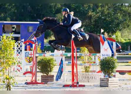 KWPN, Gelding, 13 years, 16,1 hh, Bay-Dark