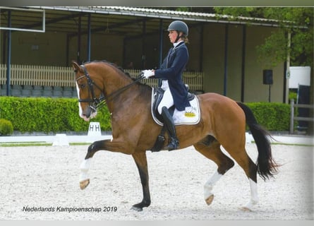 KWPN, Gelding, 13 years, 17 hh, Brown