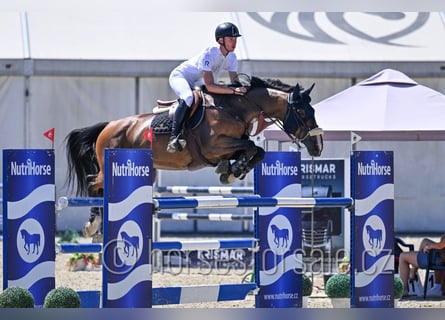 KWPN, Gelding, 13 years, 17 hh, Brown