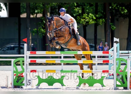 KWPN, Gelding, 13 years, 17 hh, Brown