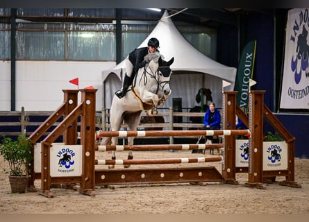 KWPN, Gelding, 14 years, 15.3 hh, Grey