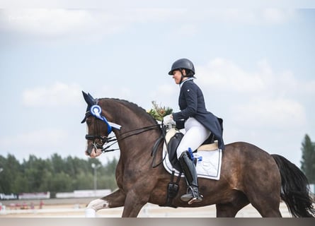 KWPN, Gelding, 14 years, 16.1 hh, Chestnut