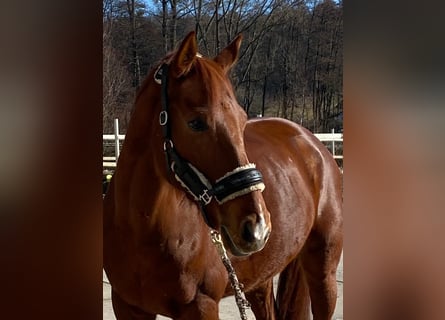 KWPN, Gelding, 14 years, 16.2 hh, Chestnut-Red