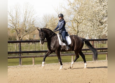 KWPN, Gelding, 14 years, 16,1 hh, Black
