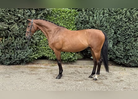 KWPN, Gelding, 14 years, 16,1 hh, Brown