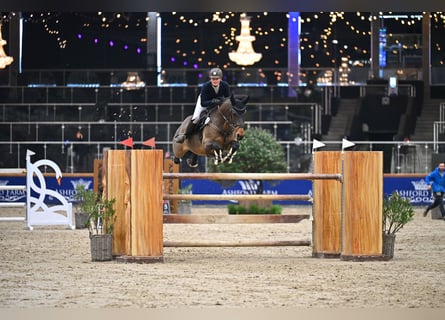 KWPN, Gelding, 14 years, 16,1 hh, Brown