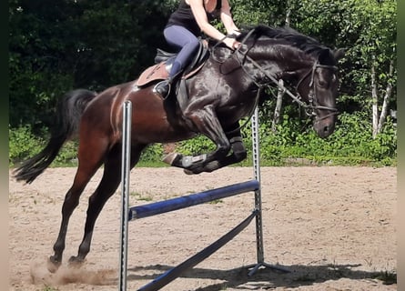 KWPN, Gelding, 14 years, 16,1 hh, Smoky-Black