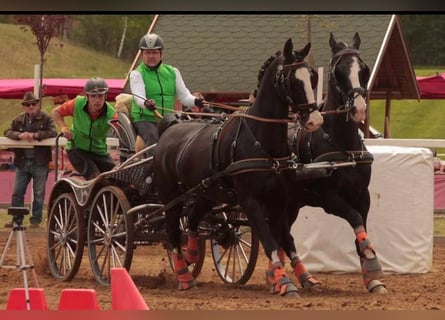 KWPN, Gelding, 14 years, 16,2 hh, Black