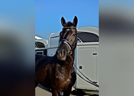 KWPN, Gelding, 14 years, 16,2 hh, Black