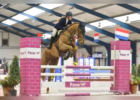 KWPN, Gelding, 14 years, 16,2 hh, Chestnut-Red